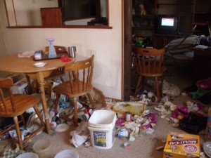 The inside of the Yorktown home where 16 cats were seized. 