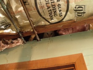 Cats were found living in the walls of a Yorktown home.