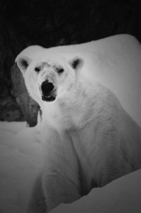 Polar Bear by Lynnea Bolin