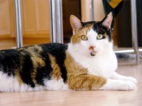 Last October a Calico cat in Ossining was confirmed to have rabies.