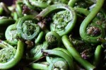 Fiddleheads
