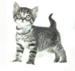 5-22 WP Casey Kittens 1 | The Examiner News Kittens