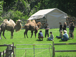 Camels