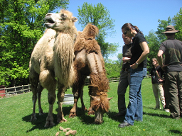 Camels