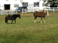 Two horses at Tilly Foster Farm.