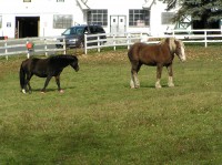 OLYMPUS DIGITAL CAMERA | The Examiner News Two horses at Tilly Foster Farm.