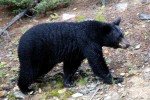 The dead black bear that was found in Patterson may have been involved in a vehicular accident.