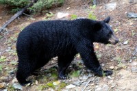 black bear | The Examiner News