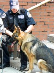 White Plains police dogs