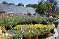 The Lopanes take pride in growing many of their own plants that are sold at Katonah Nursery in Somers.