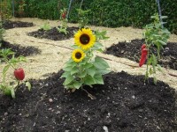 PattersonLibraryGarden4 | The Examiner News