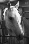 NEIGH-borhood Tales: I Quit!