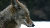 800px-Coyote_portrait