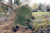 Highlands_treeDown | The Examiner News