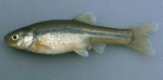 Innovative Mosquito Solution: County Health Department Offers Free Minnows to Residents