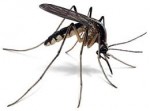 West Nile Virus Prevention Efforts to Begin May 13