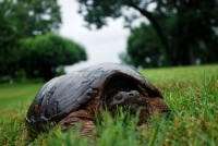 A snapping turtle makes its way across the lawn at Boscobel to hear Sen. Gillibrand's proposals. 