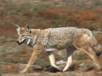 310 Coyote Pix