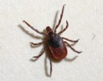Powassan Virus Confirmed in Two Putnam Residents