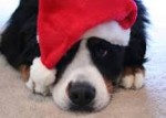 Local Veterinarians Join Pet Food Pantry for Holiday Pet Food Drive