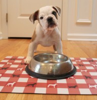 Beastly-BOW | The Examiner News Perfectly Beastly pet mats have been designed to serve both dogs and cats.