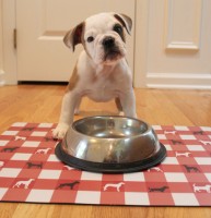 Perfectly Beastly pet mats have been designed to serve both dogs and cats. 