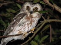 The Saw Whet Owl 