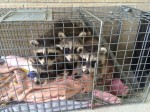 The raccoons that were found on the doorstep of the Westchester County Health Department offices in Mount Kisco on Friday were left with milk and blankets  inside their crate.