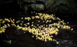 Hundreds of rubber ducks are set to compete in the Pleasantville duck race this Sunday to benefit the village's swim team.