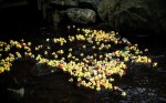 353 Duck Race pic | The Examiner News Hundreds of rubber ducks are set to compete in the Pleasantville duck race this Sunday to benefit the village's swim team.