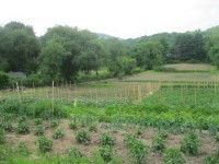 The Market Garden