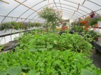 The Farm Market Greenhouse