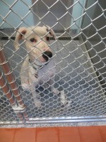 A deaf rescue dog in his new Harrison digs.