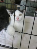 Pet Rescue-3 | The Examiner News A kitten looking for a new "furever" home.