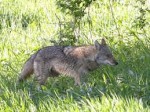 New Castle Forms Two Groups to Tackle Coyote Problem