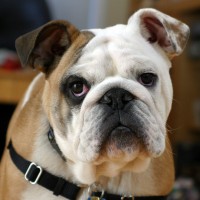 Clyde_The_Bulldog | The Examiner News Fantasy Bulldog Riffs on his Nets