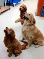Grooming for your pet and doggie day care are popular at Reigning Cats and Dogs in Mount Kisco 