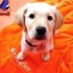 Wrangler, a Guiding Eyes for the Blind puppy in training, will be part of a meet-and-greet during the “Dining in the Dark” dinner scheduled for March 1 at Via Vanti! Restaurant & Gelateria in Mount Kisco.