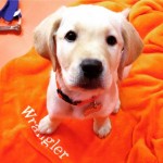 390 Dining in the Dark pic 2 | The Examiner News Wrangler, a Guiding Eyes for the Blind puppy in training, will be part of a meet-and-greet during the “Dining in the Dark” dinner scheduled for March 1 at Via Vanti! Restaurant & Gelateria in Mount Kisco.