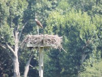 The Osprey platform at the Otter Creek Preserve