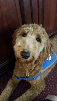Lulu is the new service dog at Ballard-Durand Funeral Home.