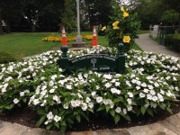 Beautification-1 | The Examiner News Only one yellow hibiscus remains where three had been plated in a memorial garden at Druss Park, White Plains. Frank Amodio donated the tree in a smaller garden in the background.