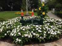 Only one yellow hibiscus remains where three had been plated in a memorial garden at Druss Park, White Plains. Frank Amodio donated the tree in a smaller garden in the background.