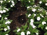 Beautification-2 | The Examiner News A hole is all that remains where one hibiscus stood. The garden was created with funds donated by family and friends of the Devines.