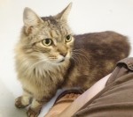 422 Cat Adoption pic | The Examiner News Pippin is one of 16 cats rescued from a fatal house fire in Mount Kisco in August who is up for adoption at the SPCA of Westchester in Briarcliff Manor.