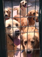 Golden Retrievers rescued from the streets of Istanbul by American organizations, including one local, need homes in the United States.