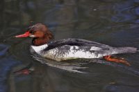merganser | The Examiner News