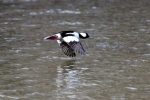 499 For the Birds pic | The Examiner News