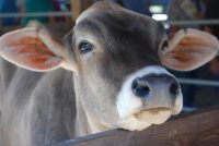 2017 NWE 0829 Yorktown Grange Fair | The Examiner News
