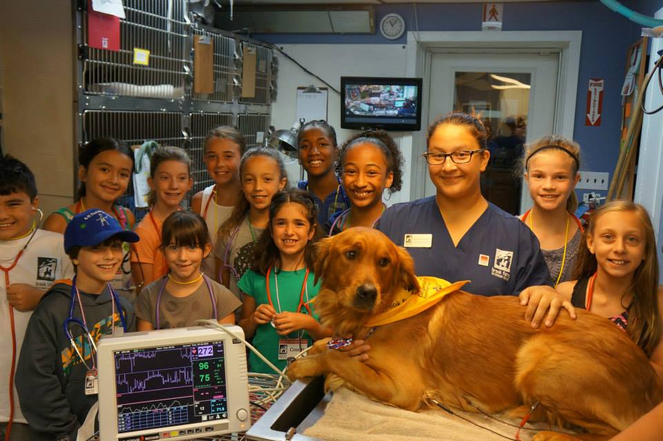 Summer veterinary jobs for teenagers in north carolina